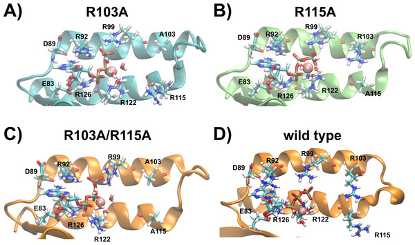 Predicted binding sites of the R103A and R115A mutants of the ε subunit from thermophilic Bacillus PS3.