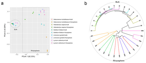 Principal coordinate analysis (PCoA) (A) and UPGMA clustering diagram (B) of soil samples.