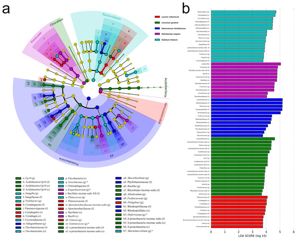 LEfSe analysis at multiple taxonomic levels comparing rhizobacterial community composition for five focal plant species.