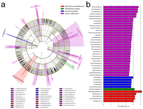 LEfSe analysis of bacterial community composition for bulk soil samples from four plant species.