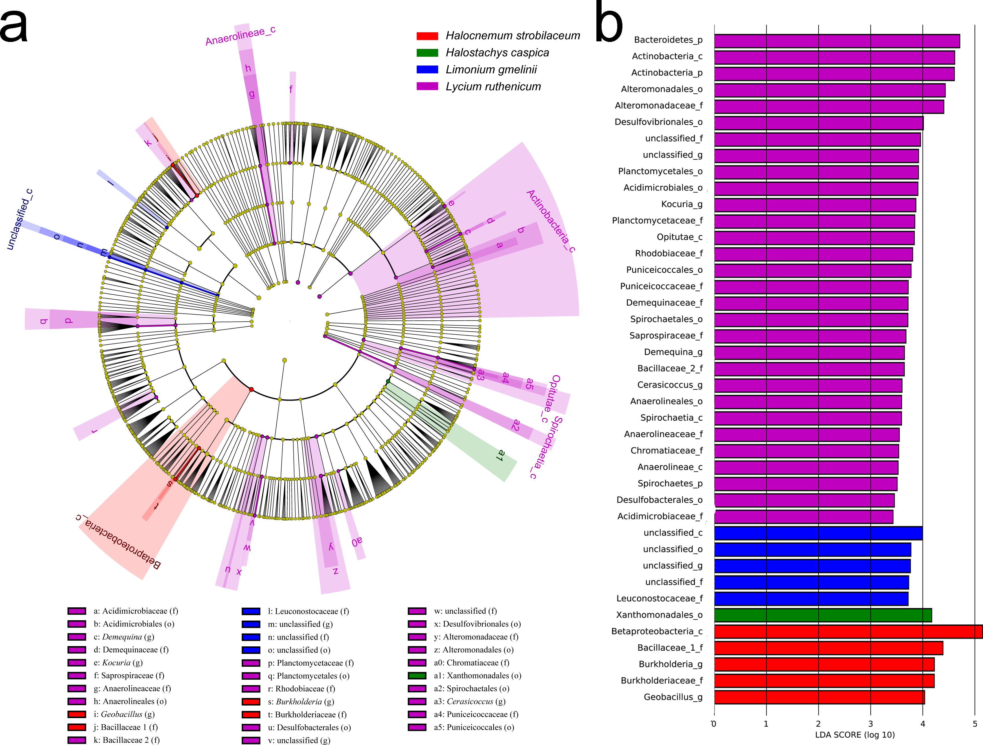 Rhizobacterial Communities Of Five Co Occurring Desert Halophytes Peerj