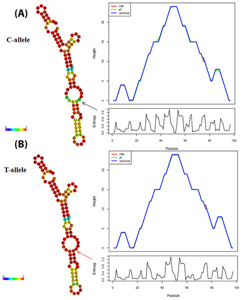 Computational analysis of CYBA 242 C/T polymorphism based pre-mRNA secondary structures.
