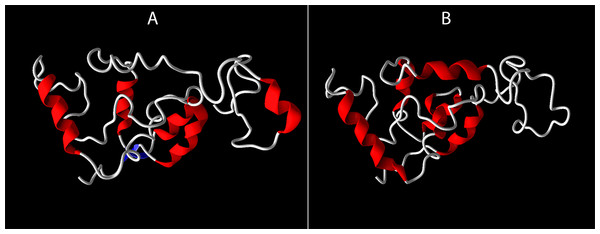 3D structures of CYBA 242 C/T polymorphic variants as predicted by I-TASSER.