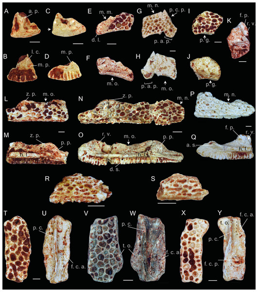 Praemaxillae, maxillae, nasals, squamosals and frontals of Thaumastosaurus bottii.