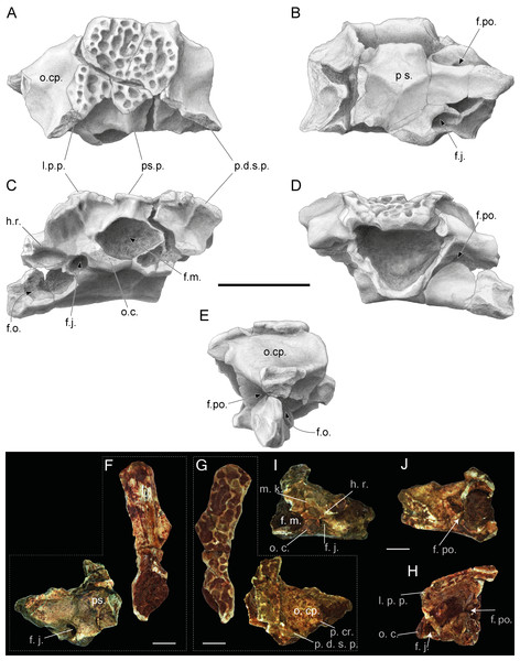 Incomplete skulls with prooticooccipital, frontoparietal and parasphenoid bones of Thaumastosaurus bottii.