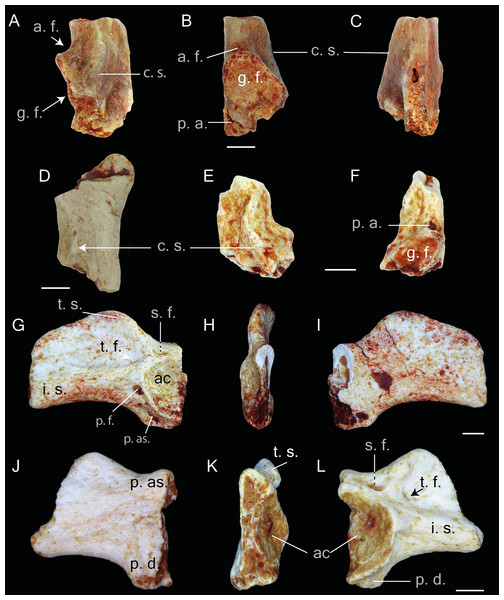 Postcranial elements of Thaumastosaurus bottii.