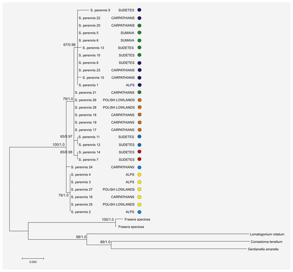 Phylogenetic relationships among haplotypes and lineages detected in S. perennis.