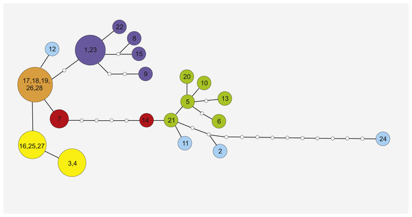 Maximum Parsimony networks analysis of cpDNA haplotypes identified by TCS software.