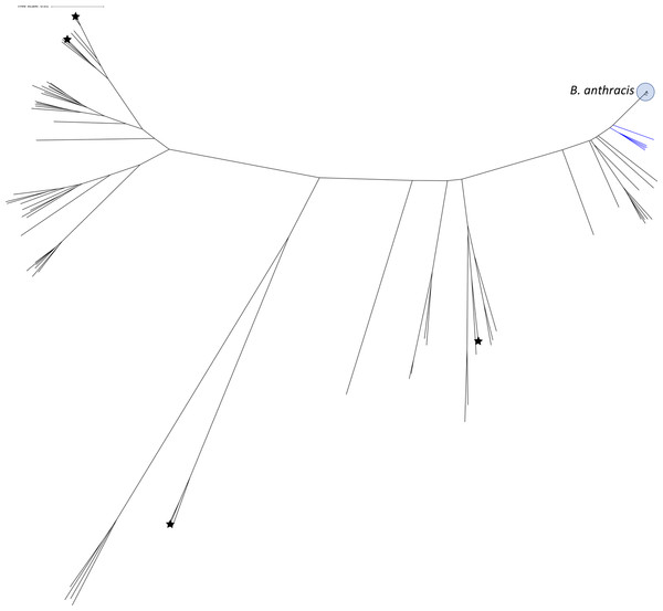 Unrooted phylogeny of BCerG genome assemblies used in the study after reclassifying BCerG strains.