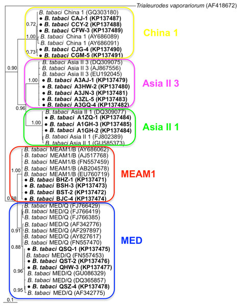 The Bayesian phylogenetic tree of B. tabaci cryptic species based on mtCOI sequences.