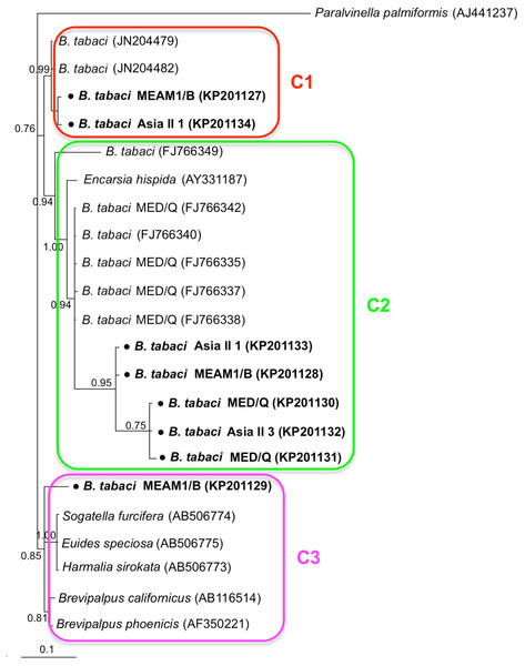 The Bayesian phylogenetic tree of Cardinium based on 16S rDNA sequences.