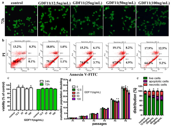 Effect of GDF11 on C17.2 cells.