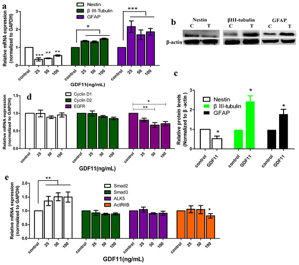 The effect of GDF11 on mRNA and protein expression.