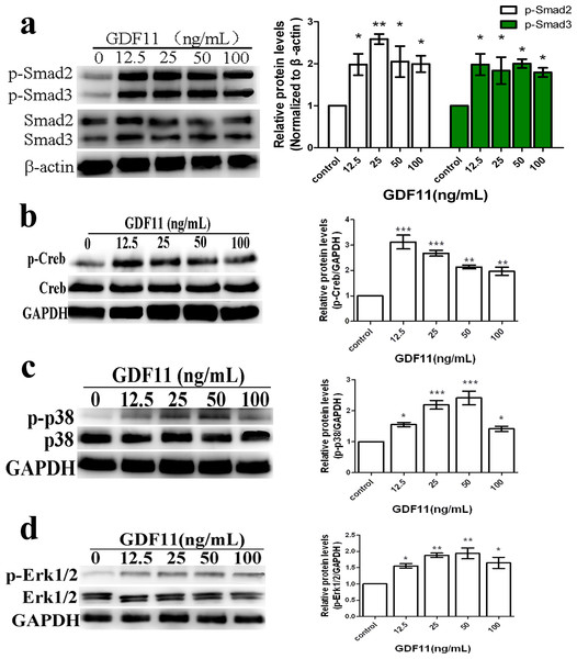 GDF11 increased the phosphorylations of Smad2/3, Creb, p38 and Erk in C17.2 neural stem cells.