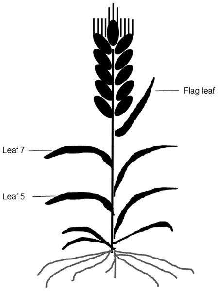 A diagram of different leaf positions in this study.