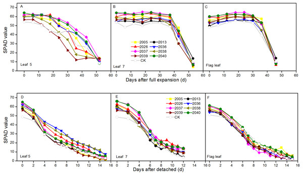Time courses of chlorophyll relative value (SPAD) decline in fully expanded (A–C) and detached (D–F) leaves at different positions (leaf 5, leaf 7, and flag leaf) for different wheat materials.