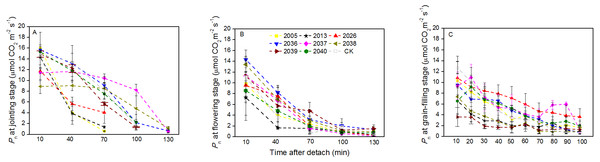 Time courses of photosynthetic rate (Pn) decline in detached leaves (A–C) at jointing, flowering, and grain-filling stages for different wheat materials.