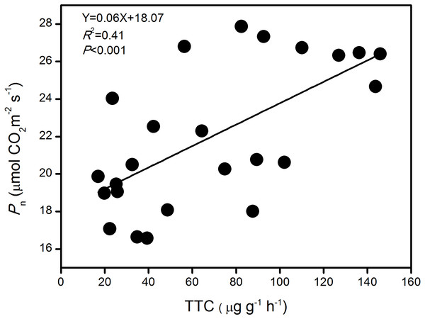 The relationship between photosynthetic rate (Pn) and root activity (TTC) of large-spike wheat lines during the growth period.