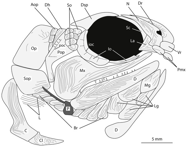 Reconstruction of the head of Bluefieldius mercerensis n. gen. n. sp. based on the type specimen KUVP 155843.