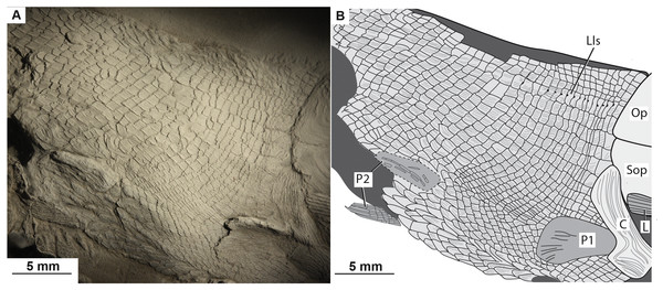The abdominal region of the type specimen of Bluefieldius mercerensis n. gen. n. sp. detailing the pelvic fins and body scales.