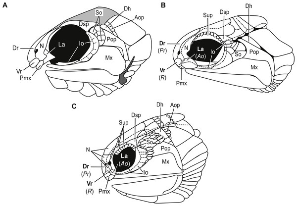 Comparative illustrations of fishes with dorsal rostral, ventral rostral, premaxillary, and lacrimal bones highlighting similarities and differences of skull bones between these taxa.