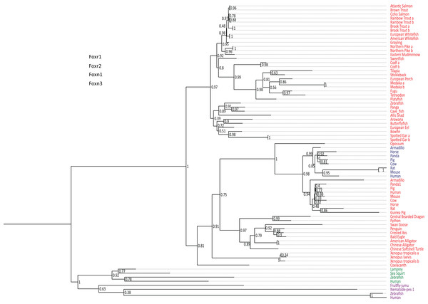 Phylogenetic tree of vertebrate Foxr1 and Foxr2 proteins.