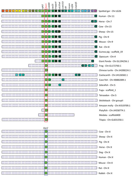 Conserved genomic synteny of foxr1 genes.