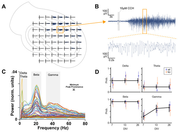 Oscillation analysis of organotypic hippocampal cultures on microelectrode arrays.