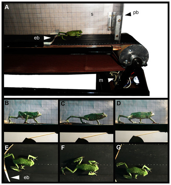 (A) Treadmill belt, (B to G) Lateral and dorsal view of a specimen of Phyllomedusa sauvagii walking on the treadmill.