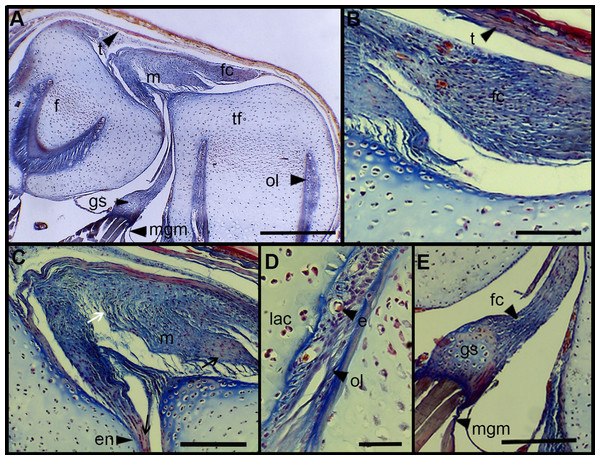 Histology of the knee-joint of Leptodactylus latinasus.