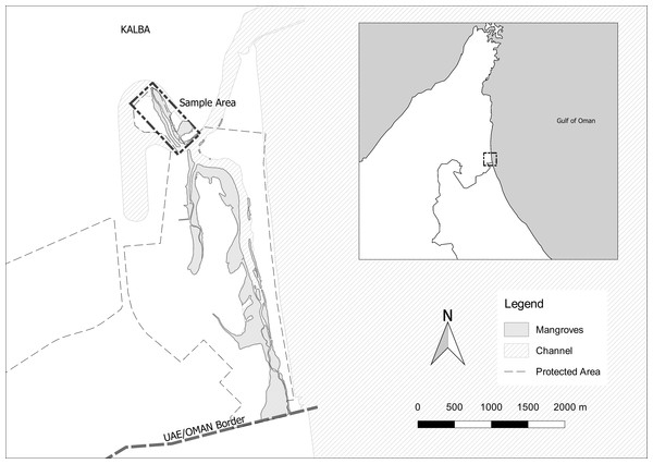 Sea cucumber sampling site in the Alqurm Wa Lehhfaiiah Protected Area of the city of Kalba, Sharjah, United Arab Emirates.