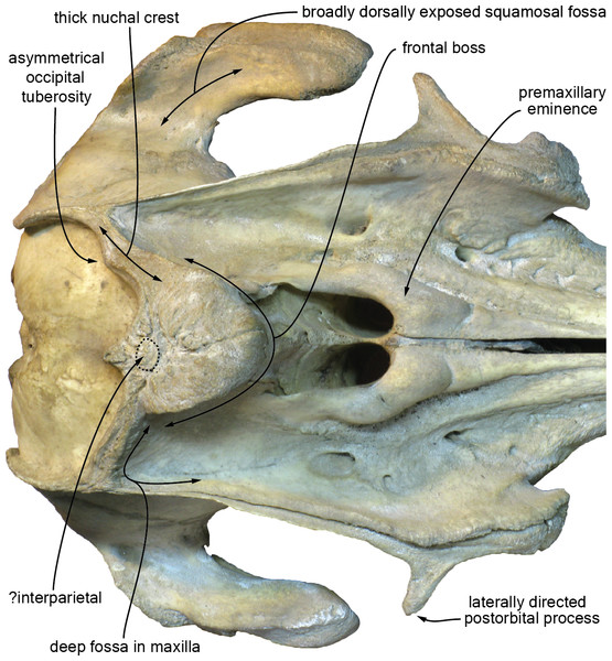 Dorsal view of the cranium of the extant iniid Inia geoffrensis (Amazon river dolphin).