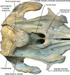 A close relative of the Amazon river dolphin in marine deposits: a new ...