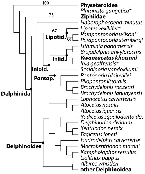 Phylogenetic relationships of Kwanzacetus khoisani.
