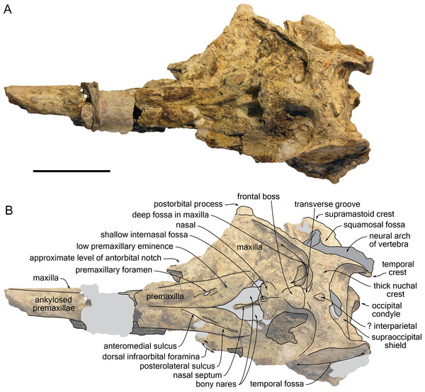 Dorsal view of the cranium of Kwanzacetus khoisani.