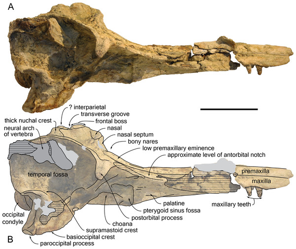 Lateral view of the cranium of Kwanzacetus khoisani.