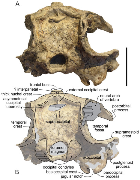 Posterior view of the cranium of Kwanzacetus khoisani.