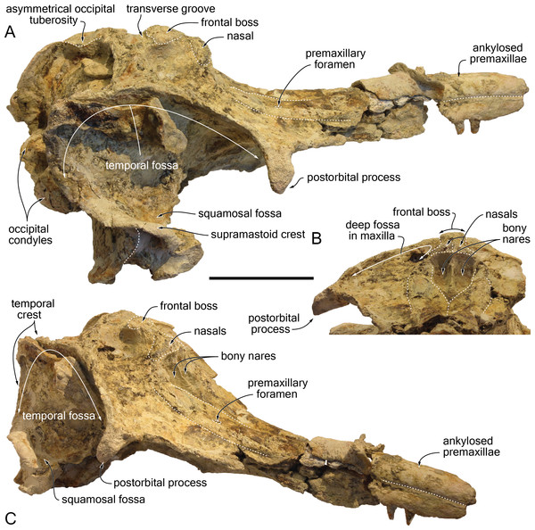 Additional views of the cranium of Kwanzacetus khoisani.