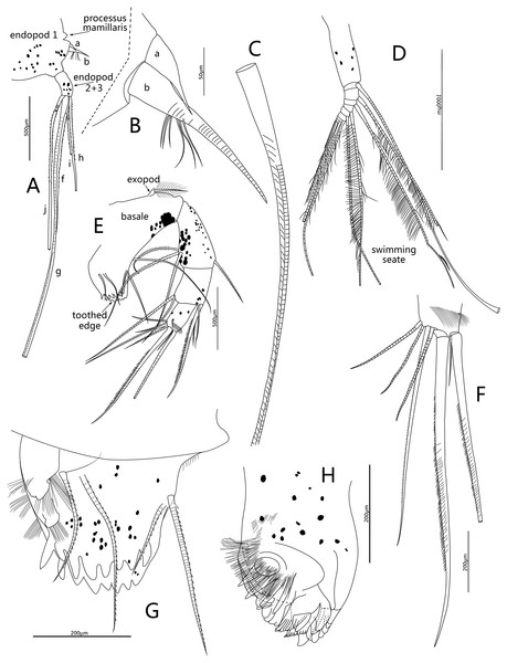 Line drawings of Conchoecissa nigromaculatus sp. nov., ♀.