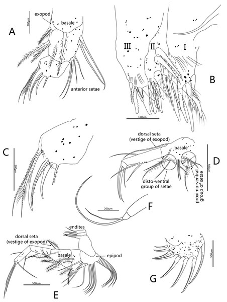 Line drawings of Conchoecissa nigromaculatus sp. nov., ♀.