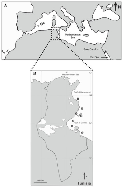 Sampling locations (1–7) of the native S. sphyraena and the invasive Lessepsian migrant S. chrysotaenia in the central Mediterranean Sea (A) along the Tunisian coast (B).