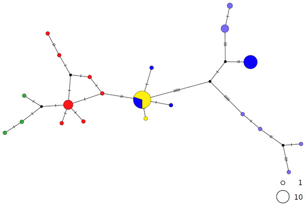 TCS network of combined haplotype of Raja miraletus.