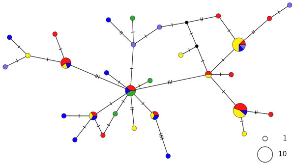 TCS network of combined haplotype of Galeus melastomus.