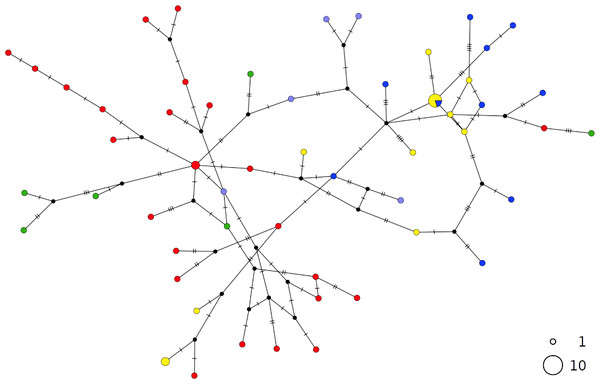 TCS network of combined haplotype of Scyliorhinus canicula.