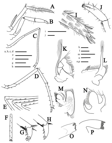 More illustrations of L. arvoredensis sp. nov.