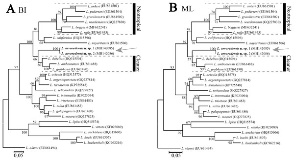 Phylogenetic tree for shrimps from the genus Lysmata.