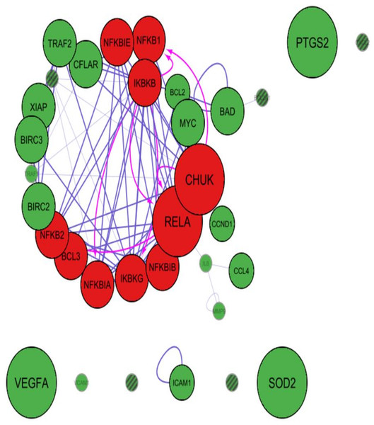 Cytoscape-PINA4MS result of NF-κB family proteins expression and targets in Normal Urothelium.