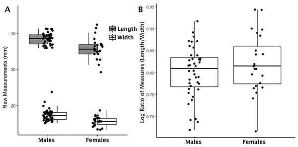 Boxplot of navicular raw length and width measurements by sex (A); Boxplot of navicular index values by sex (B).