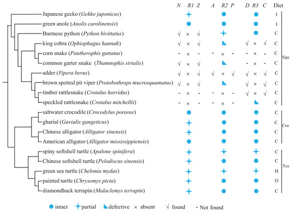 The umami/sweet taste receptor gene functionality of 19 reptiles and their dietary preferences.