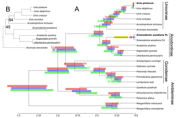 Phylogenetic reconstruction of relationships within Unionidae.